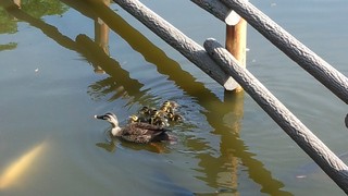 170529_081748939ひな8羽.jpg