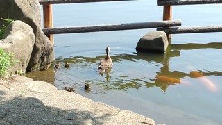 170530_075121118ひな5羽に.jpg