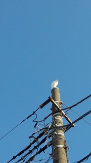 180129_075435607せせらぎコサギ.jpg