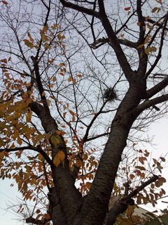 221210_160721せせらぎ入り口_OK_カラス巣っぽい.jpg
