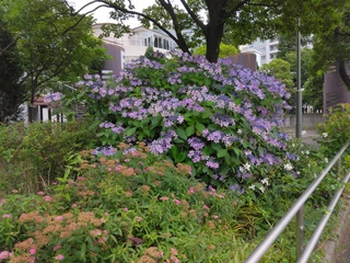 IMG_20240617_110233.jpg