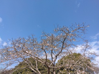 IMG_20250302_111559.jpg