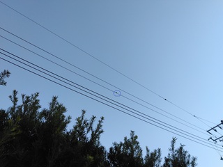 IMG_20250326_070657カワラヒワ.jpg