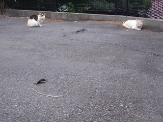 P1010004.JPG