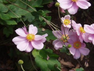 P1010007.JPG