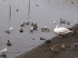 P1010018オオバン.JPG