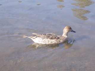 P1010046オカヨシガモ.JPG